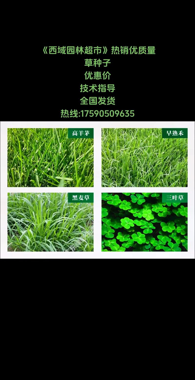 三叶草种子怎么种，三叶草种子怎么种植？-第5张图片-优品飞百科