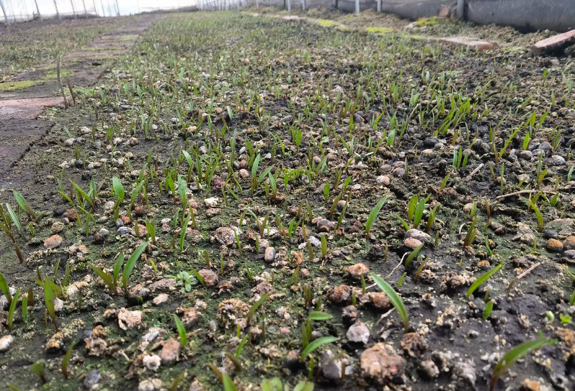 贝母的养殖方法，贝母怎样种植和管理？