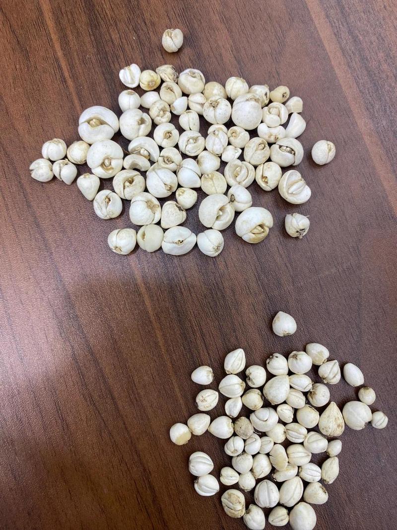 贝母的养殖方法，贝母怎样种植和管理？-第2张图片-优品飞百科