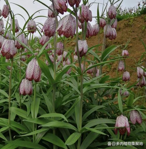 贝母的养殖方法，贝母怎样种植和管理？-第3张图片-优品飞百科