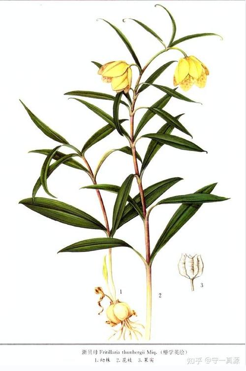贝母的养殖方法，贝母怎样种植和管理？-第4张图片-优品飞百科