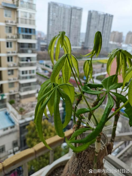 招财树叶子卷曲怎么办,招财树叶子卷曲下垂-第6张图片-优品飞百科 招财树叶子卷曲怎么办,招财树叶子卷曲下垂-第6张图片-优品飞百科