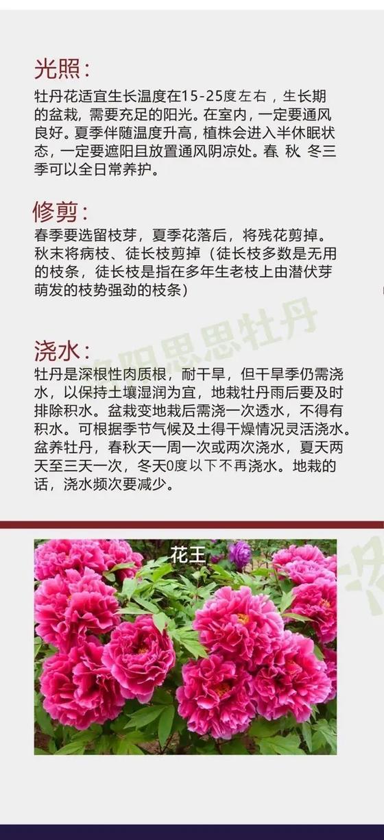 绯牡丹的养殖方法?绯牡丹图片?-第2张图片-优品飞百科 绯牡丹的养殖方法?绯牡丹图片?-第2张图片-优品飞百科