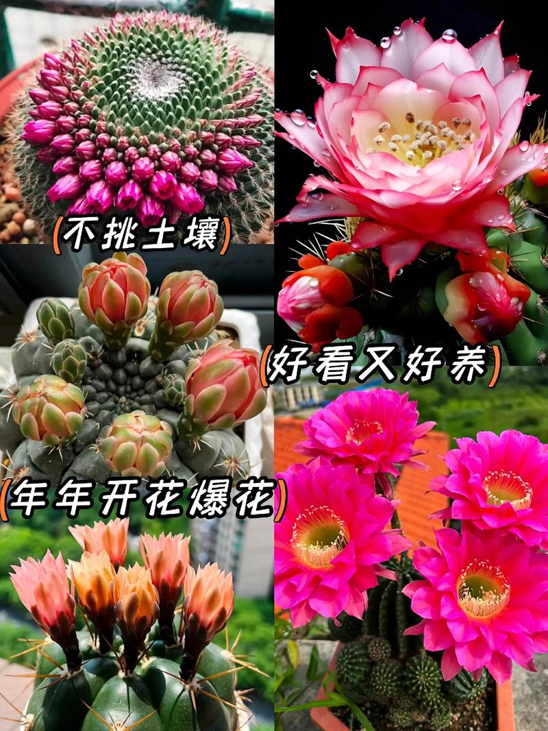 绯牡丹的养殖方法?绯牡丹图片?-第3张图片-优品飞百科 绯牡丹的养殖方法?绯牡丹图片?-第3张图片-优品飞百科