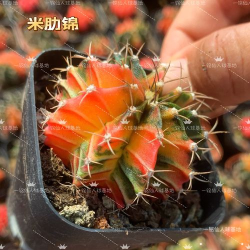 绯牡丹的养殖方法?绯牡丹图片?-第4张图片-优品飞百科 绯牡丹的养殖方法?绯牡丹图片?-第4张图片-优品飞百科