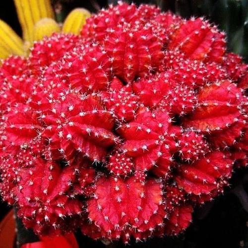 绯牡丹的养殖方法?绯牡丹图片?-第5张图片-优品飞百科 绯牡丹的养殖方法?绯牡丹图片?-第5张图片-优品飞百科
