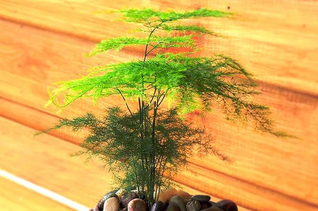 给文竹喂片“药”，文竹入药？