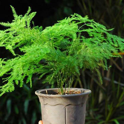给文竹喂片“药”，文竹入药？-第2张图片-优品飞百科