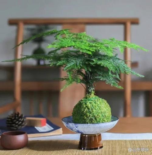 给文竹喂片“药”，文竹入药？-第3张图片-优品飞百科