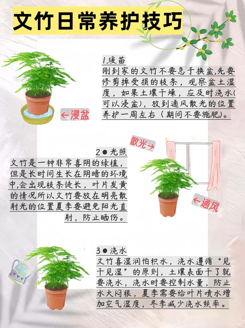 给文竹喂片“药”，文竹入药？-第4张图片-优品飞百科