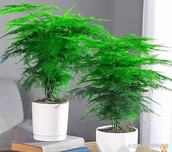 给文竹喂片“药”，文竹入药？-第5张图片-优品飞百科