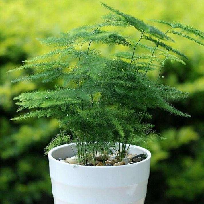 给文竹喂片“药”，文竹入药？-第6张图片-优品飞百科