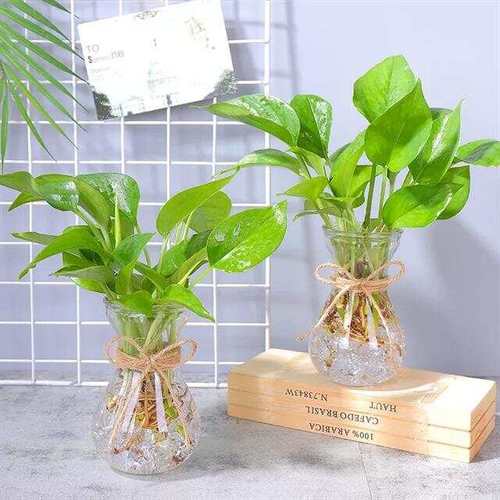 给文竹喂片“药”，文竹入药？-第8张图片-优品飞百科