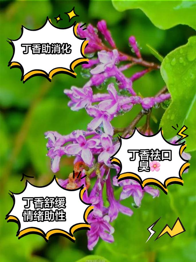 丁香秋天怎么养，丁香树秋天-第3张图片-优品飞百科