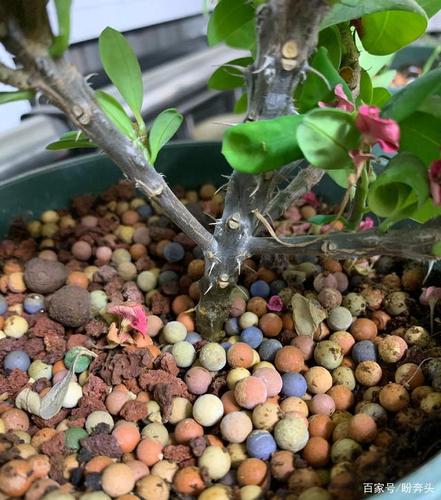 虎刺梅怎么换盆，虎刺梅换盆多久能缓过来？-第2张图片-优品飞百科