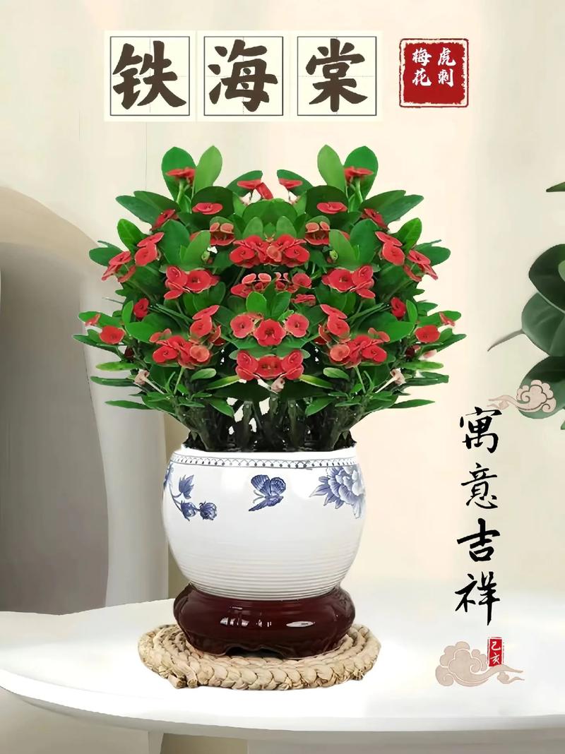 虎刺梅怎么换盆，虎刺梅换盆多久能缓过来？-第3张图片-优品飞百科