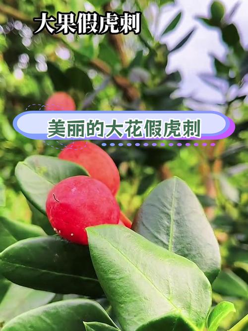 虎刺梅怎么换盆，虎刺梅换盆多久能缓过来？-第7张图片-优品飞百科