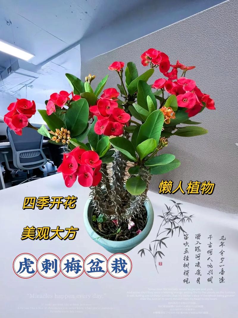 虎刺梅怎么换盆，虎刺梅换盆多久能缓过来？-第8张图片-优品飞百科