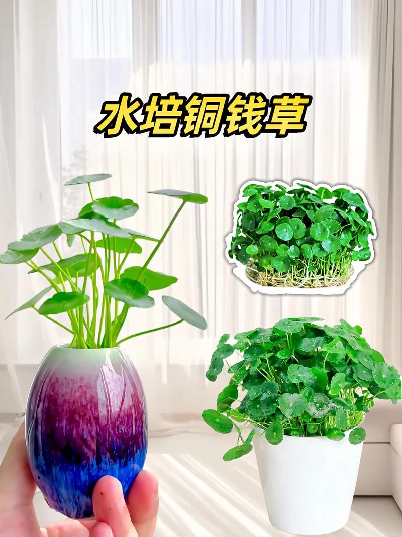 水培铜钱草分盆分株的方法，水培铜钱草如何分株？-第2张图片-优品飞百科