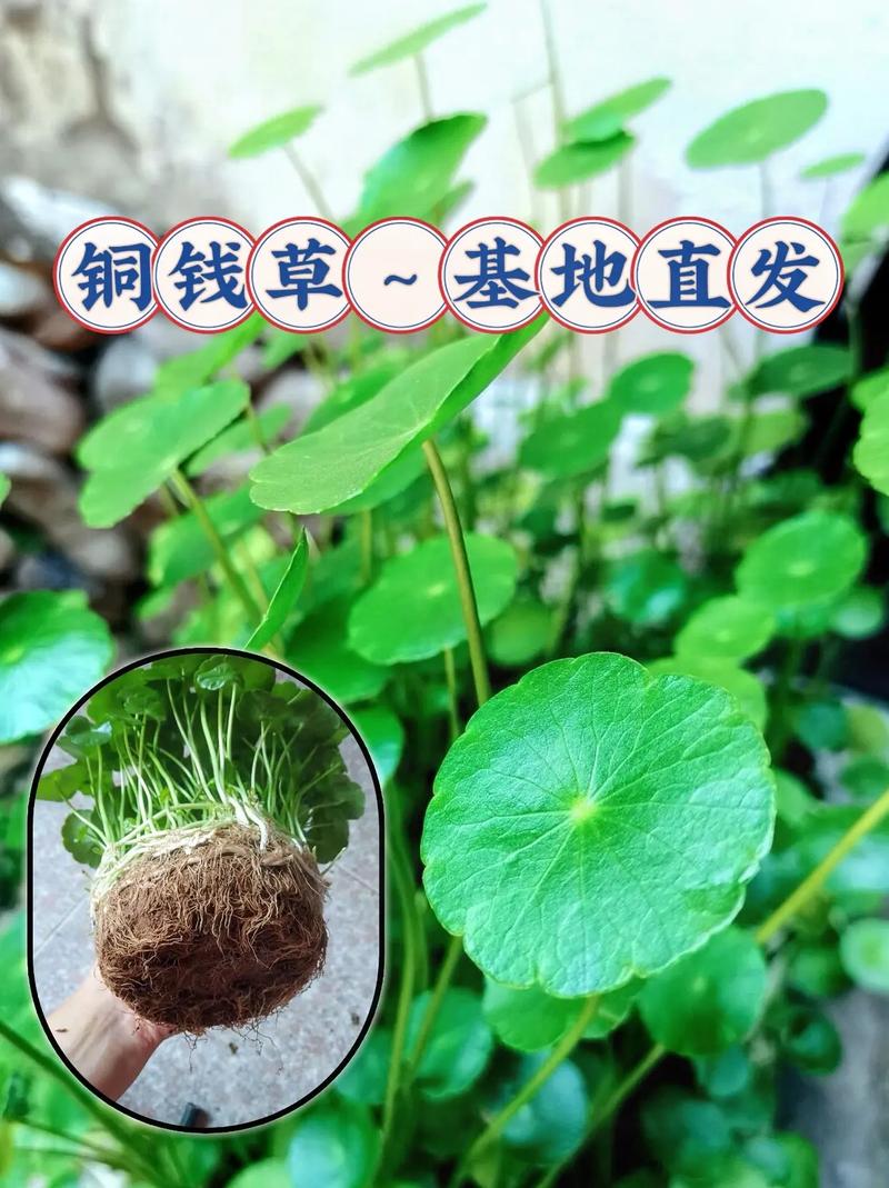 水培铜钱草分盆分株的方法，水培铜钱草如何分株？-第4张图片-优品飞百科