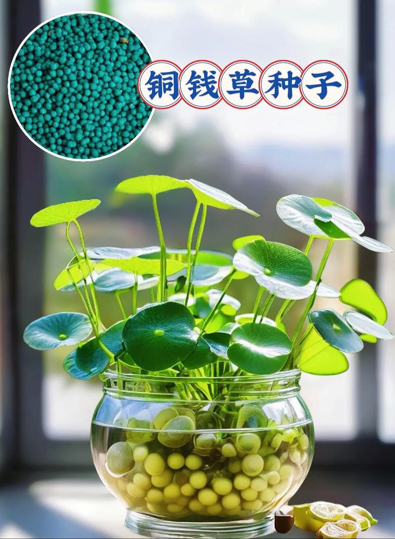 水培铜钱草分盆分株的方法，水培铜钱草如何分株？-第5张图片-优品飞百科