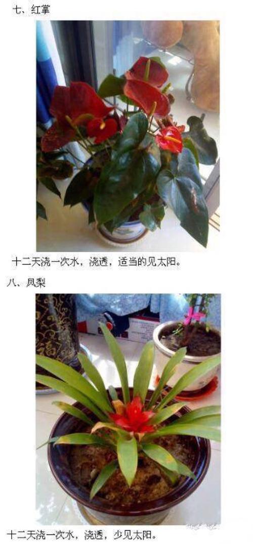 一叶兰多久浇一次水，一叶兰多久换一次盆