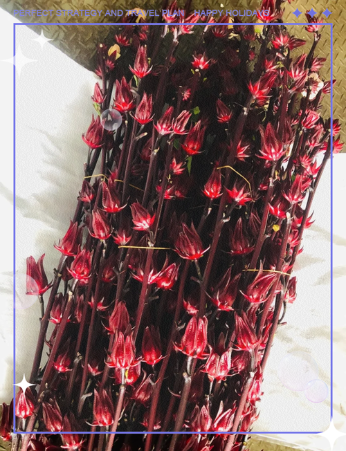 洛神花春天怎么养，洛神花栽培技术