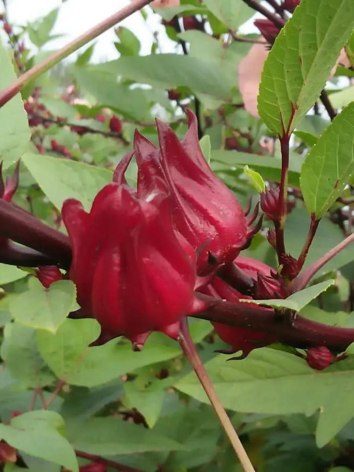 洛神花春天怎么养，洛神花栽培技术-第2张图片-优品飞百科