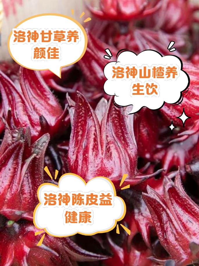 洛神花春天怎么养，洛神花栽培技术-第4张图片-优品飞百科