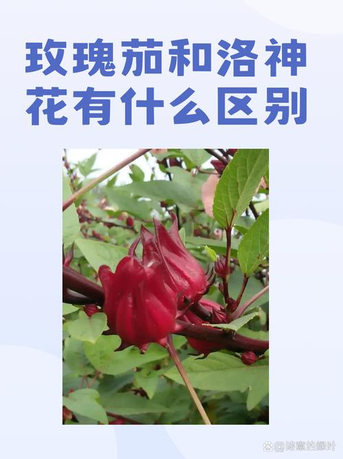 洛神花春天怎么养，洛神花栽培技术-第3张图片-优品飞百科