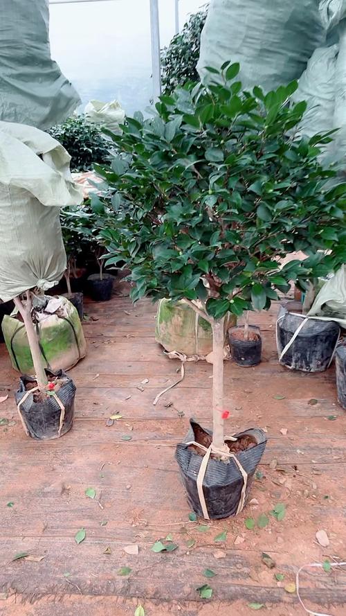 茶花地栽的好处有哪些，茶花的地栽养殖方法和注意事项？