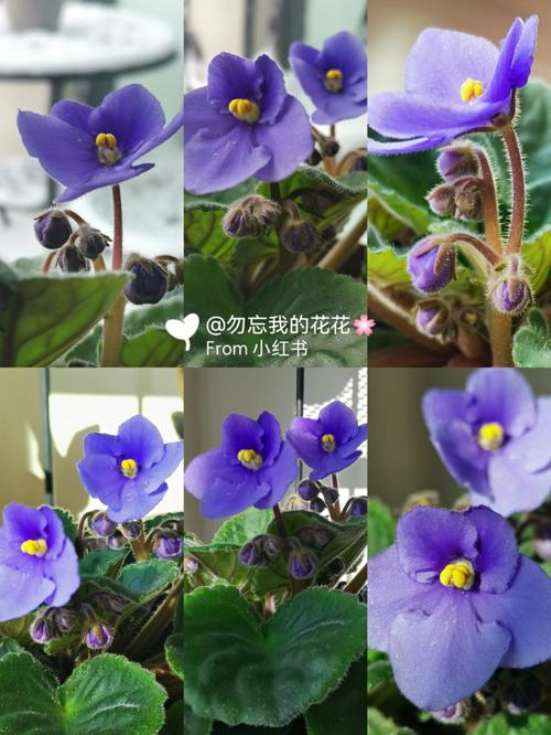 新买的紫罗兰怎么养？紫罗兰怎么爆盆？