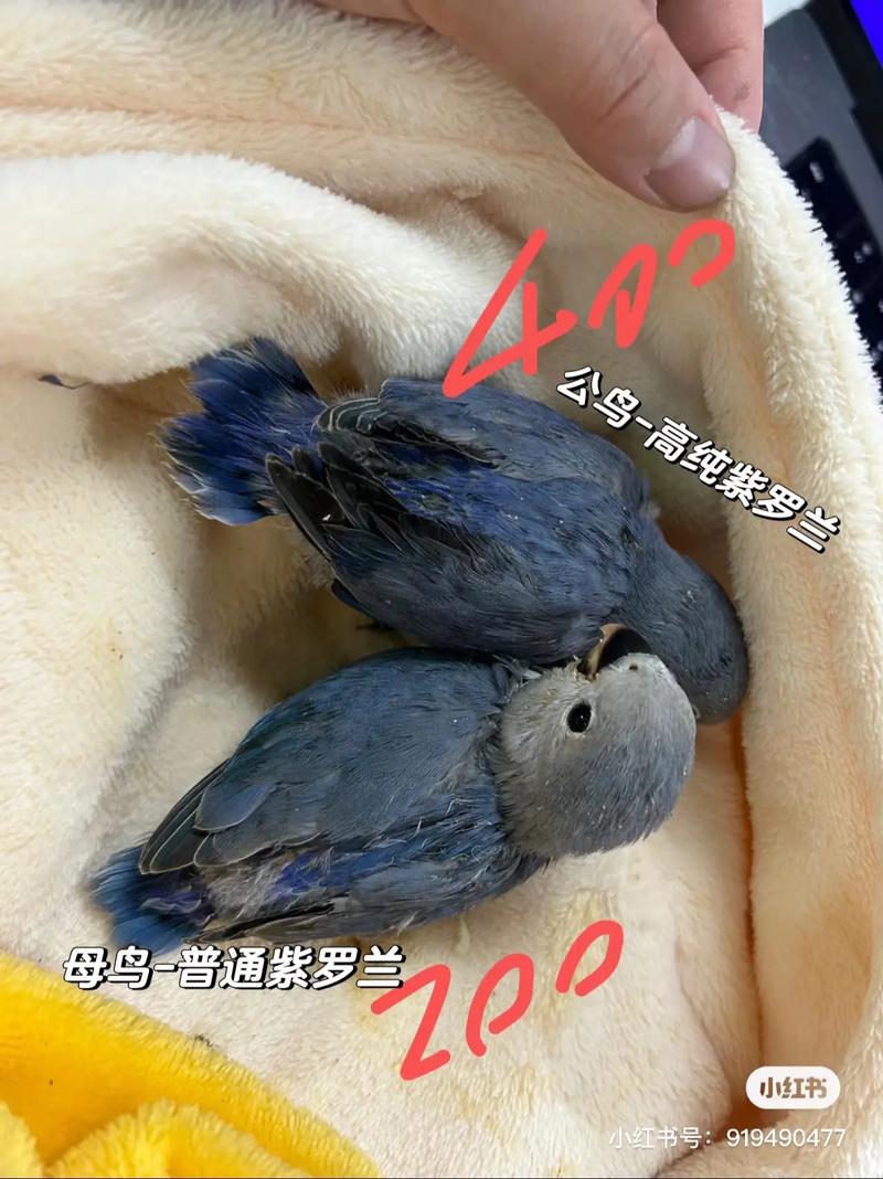 新买的紫罗兰怎么养？紫罗兰怎么爆盆？-第6张图片-优品飞百科