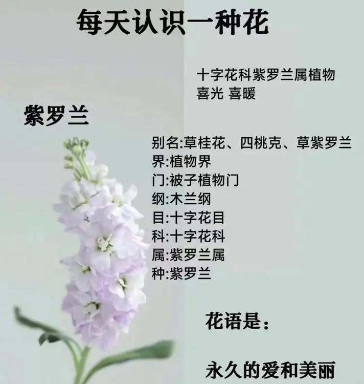 新买的紫罗兰怎么养？紫罗兰怎么爆盆？-第8张图片-优品飞百科