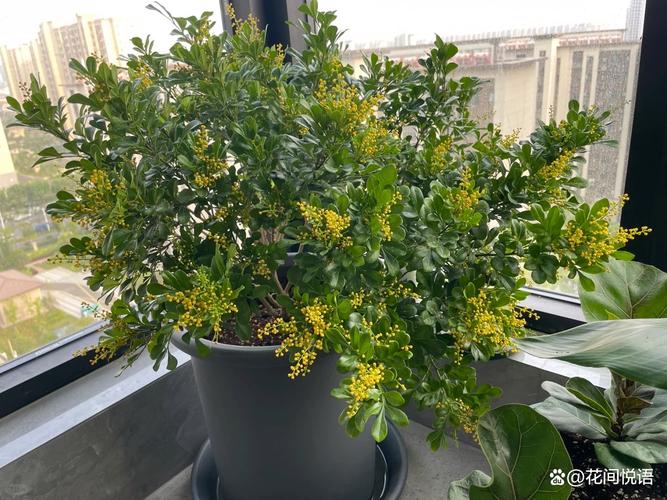 米兰可以水泡生根吗，米兰可以水泡生根吗图片-第4张图片-优品飞百科