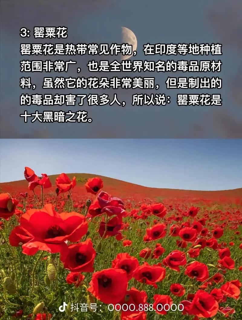 彼岸花修剪花枝的技巧，彼岸花怎么打理？-第2张图片-优品飞百科