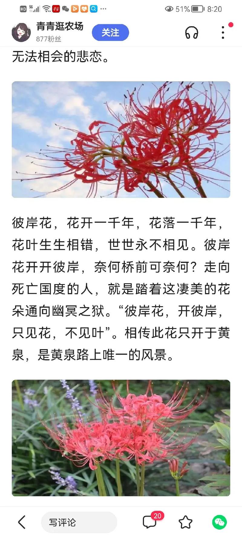 彼岸花修剪花枝的技巧，彼岸花怎么打理？-第6张图片-优品飞百科