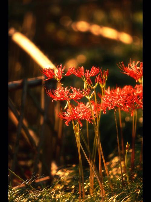 彼岸花修剪花枝的技巧，彼岸花怎么打理？-第7张图片-优品飞百科