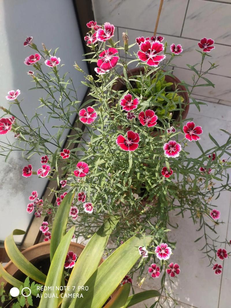 石竹开花怎么养护？石竹开完花怎么处理？