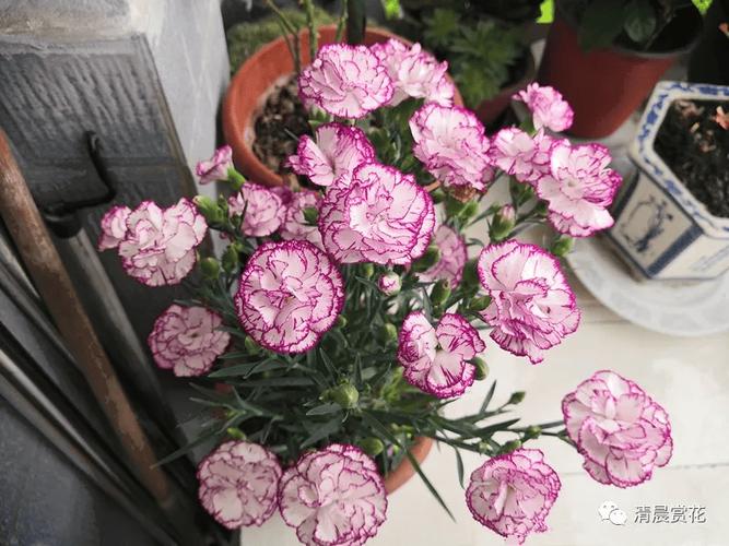 石竹开花怎么养护？石竹开完花怎么处理？-第7张图片-优品飞百科