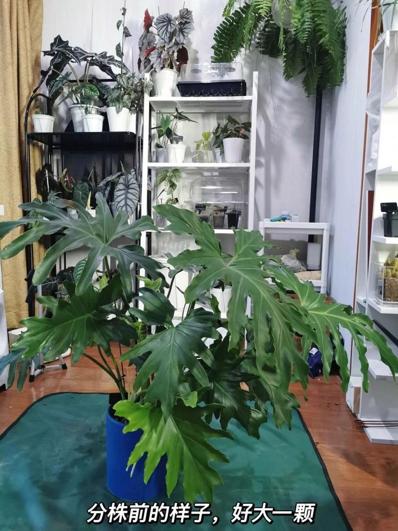 春羽什么时候换盆，春羽换盆后可以浇水吗-第3张图片-优品飞百科