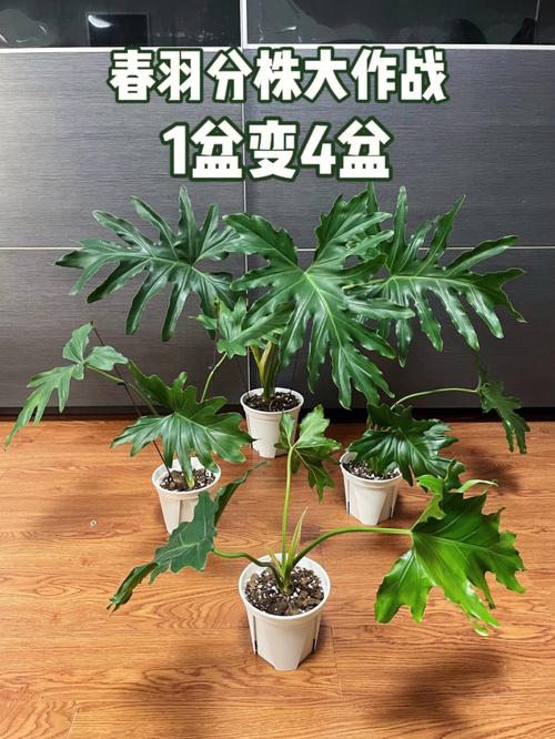 春羽什么时候换盆，春羽换盆后可以浇水吗-第4张图片-优品飞百科