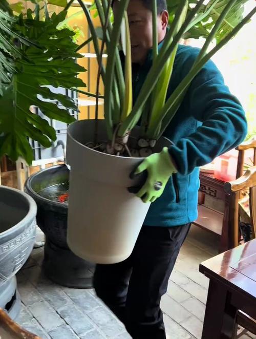 春羽什么时候换盆，春羽换盆后可以浇水吗-第5张图片-优品飞百科