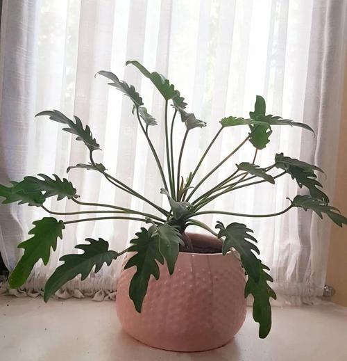 春羽什么时候换盆，春羽换盆后可以浇水吗-第6张图片-优品飞百科