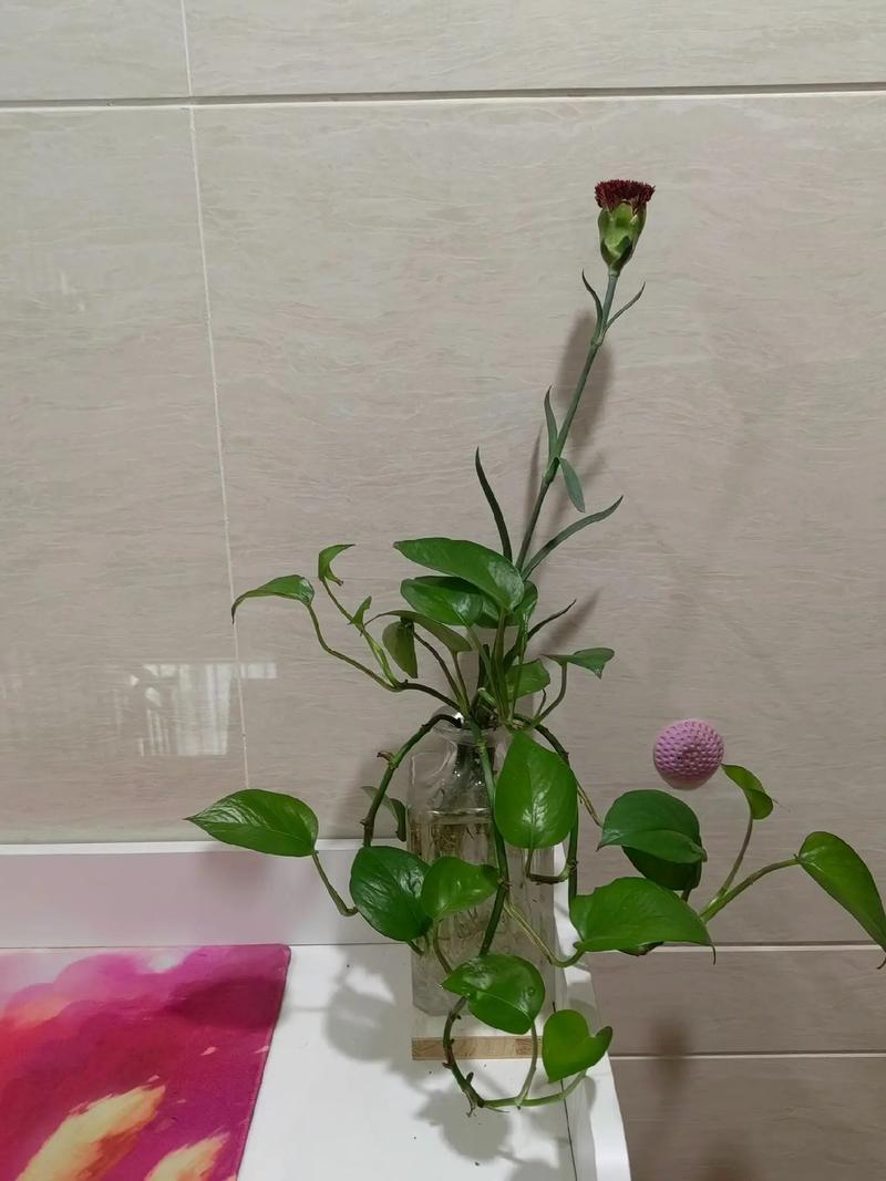 绿萝的气生根是什么，绿萝的气生根能移栽吗？-第2张图片-优品飞百科