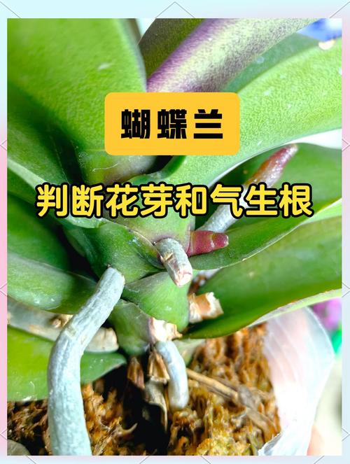 绿萝的气生根是什么，绿萝的气生根能移栽吗？-第5张图片-优品飞百科