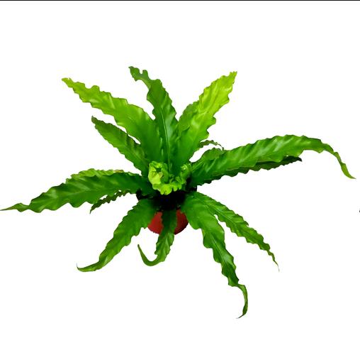 鸟巢蕨一般多少天浇一次？鸟巢蕨怎么施肥？-第3张图片-优品飞百科