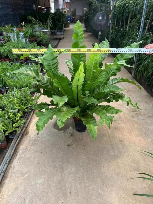 鸟巢蕨一般多少天浇一次？鸟巢蕨怎么施肥？-第4张图片-优品飞百科