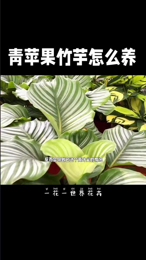 青苹果竹芋怎么养？青苹果竹芋怎么养才能长高？