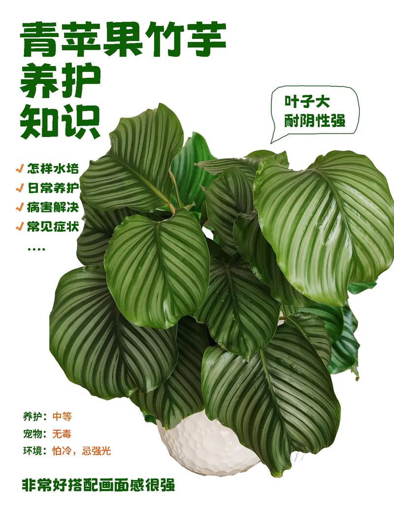 青苹果竹芋怎么养？青苹果竹芋怎么养才能长高？-第2张图片-优品飞百科